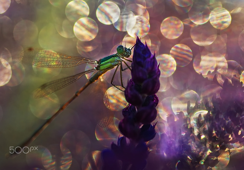 Canon EOS 700D (EOS Rebel T5i / EOS Kiss X7i) + Sigma 105mm F2.8 EX DG Macro sample photo. Awakening dragonfly photography