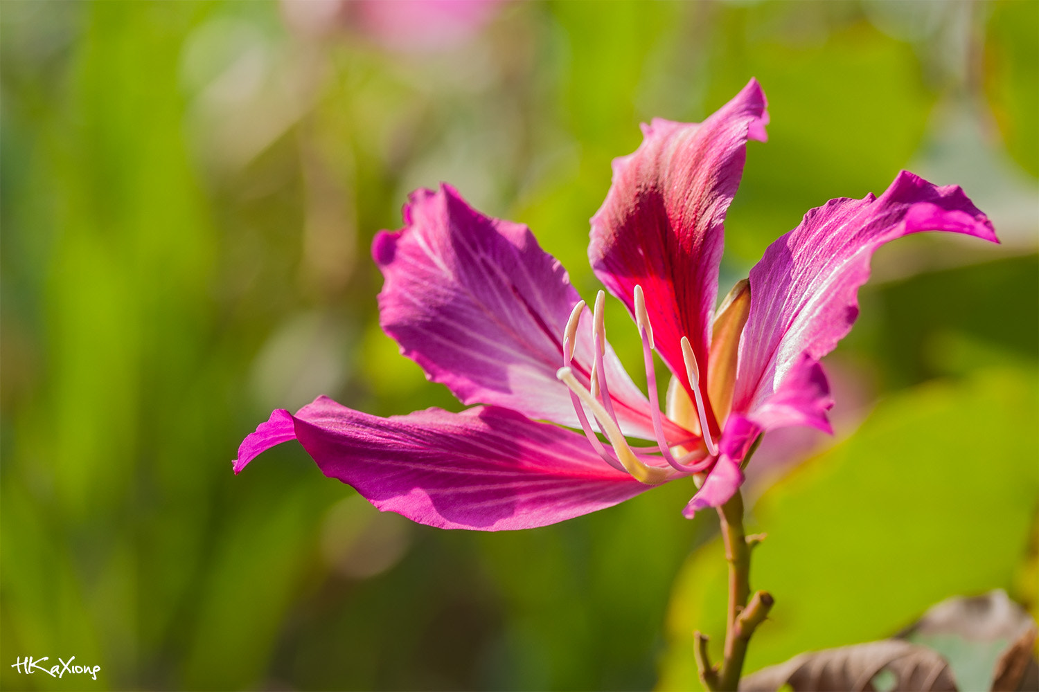 Canon EF-S 60mm F2.8 Macro USM sample photo. Bauhinia blakeana photography