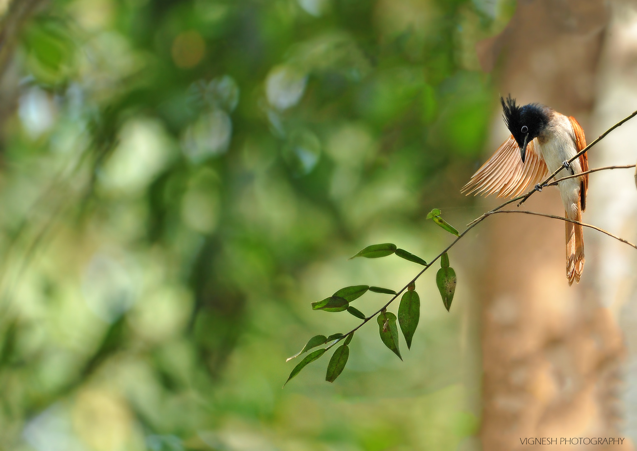 Nikon AF-S Nikkor 200-500mm F5.6E ED VR sample photo. Asian paradise-flycatcher  photography