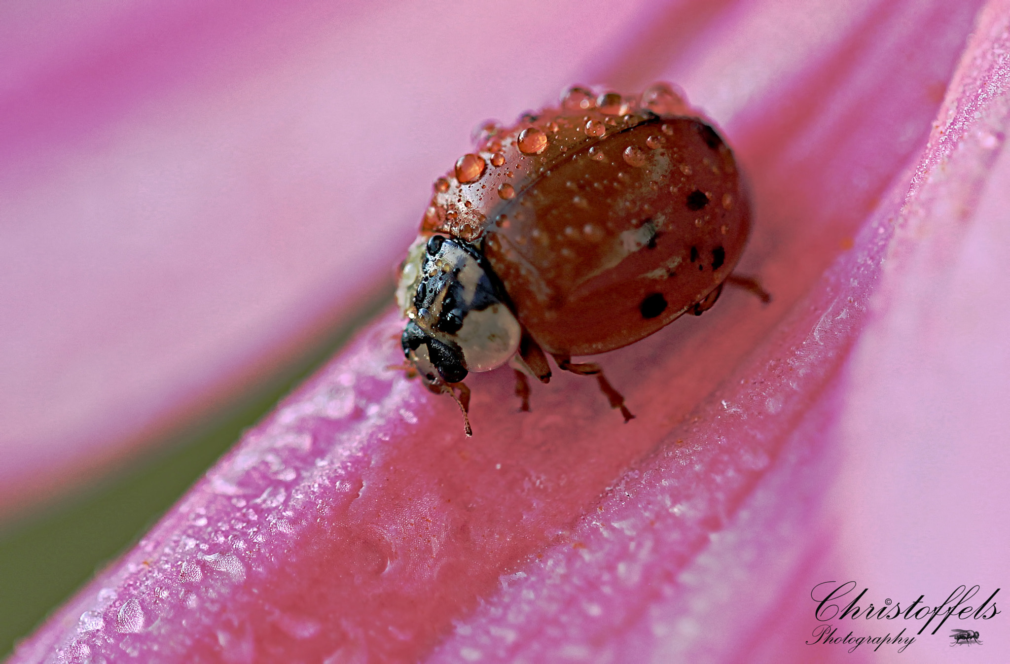 Sigma APO Macro 150mm f/2.8 EX DG HSM sample photo. Ladybug (coccinellidae) photography