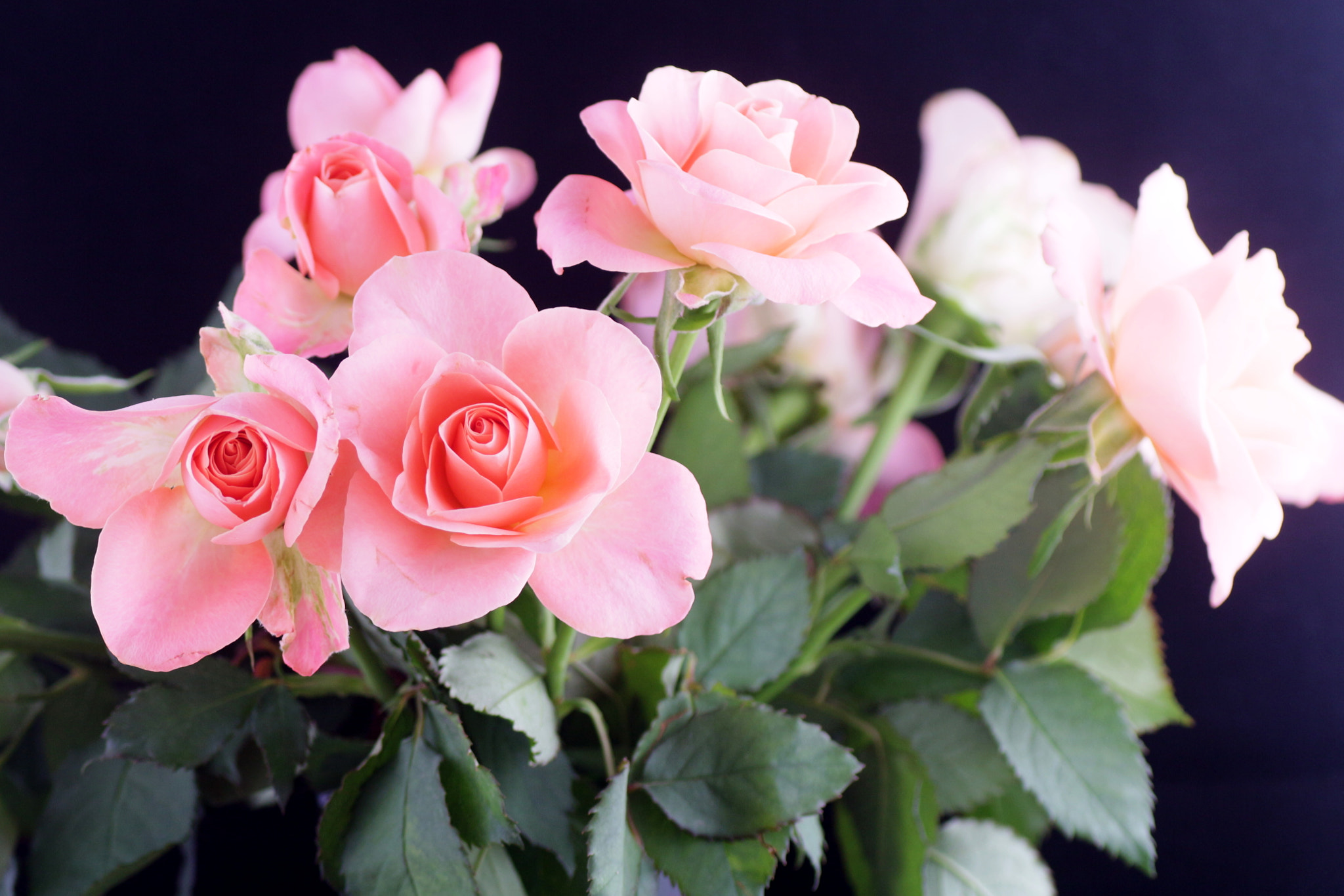 Tamron SP AF 90mm F2.8 Di Macro sample photo. Rosen photography