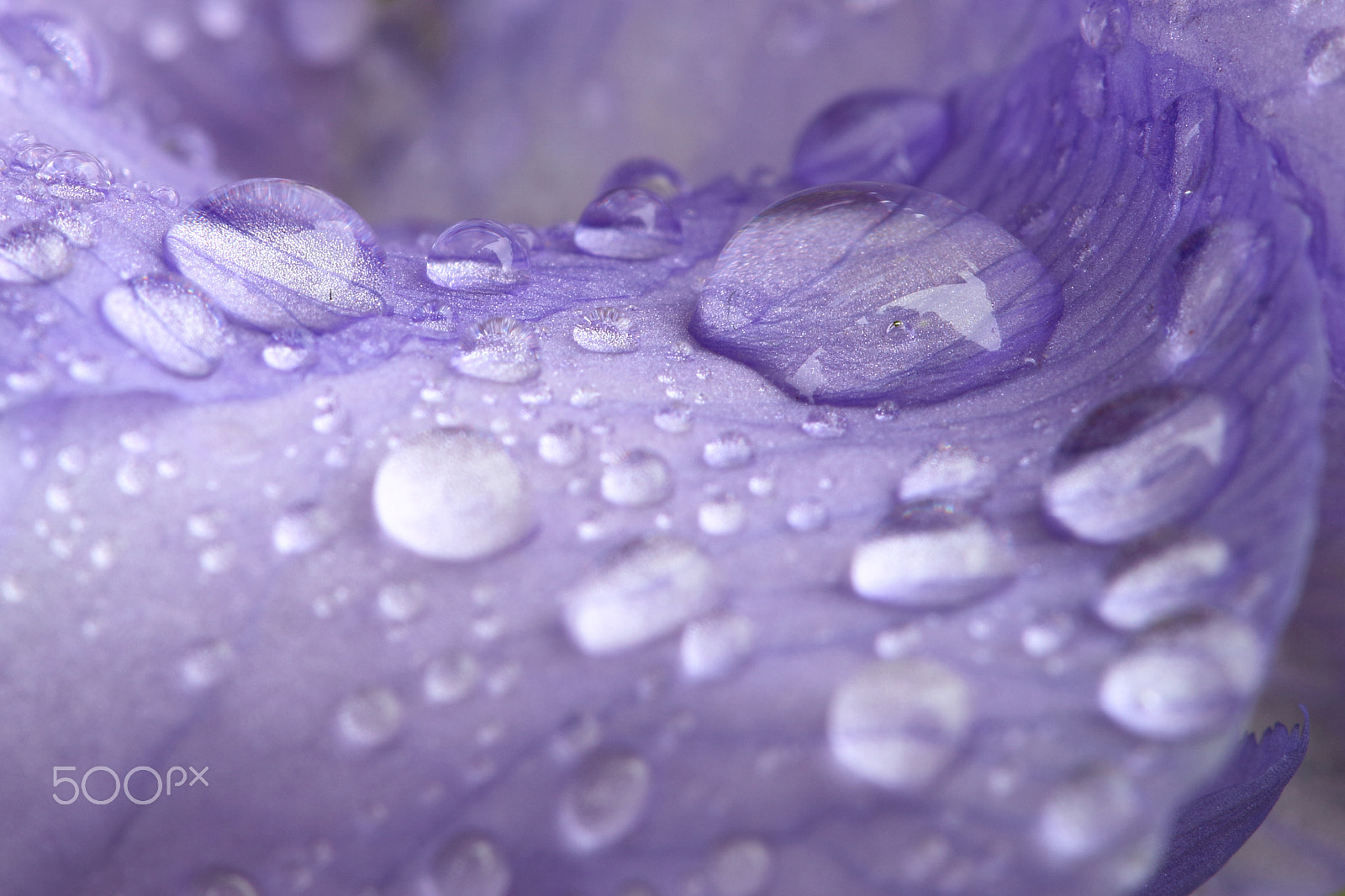 Canon EF 100mm F2.8 Macro USM sample photo. Purple rain photography