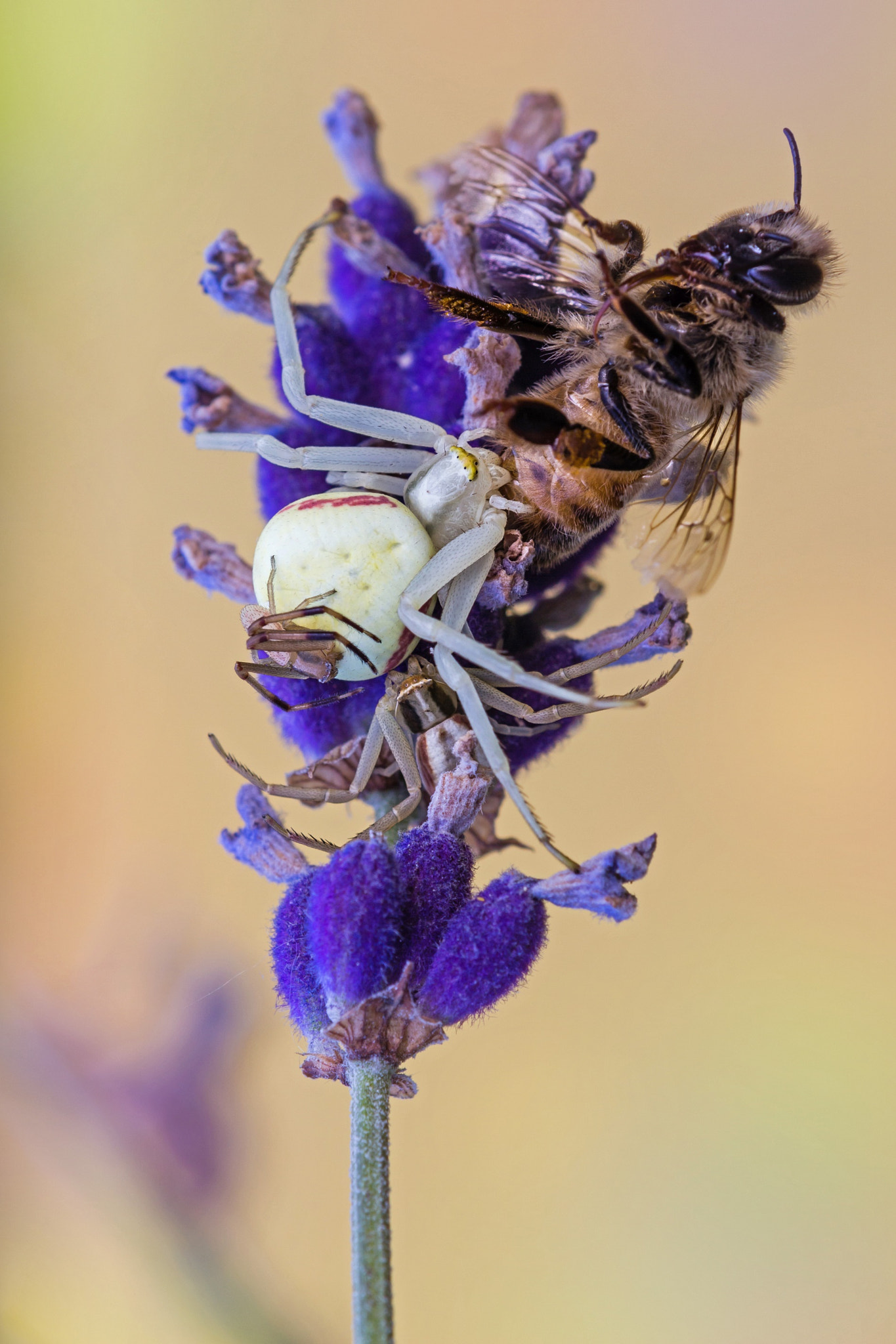 Tamron SP AF 180mm F3.5 Di LD (IF) Macro sample photo. Ammucchiata (overcrowding) photography