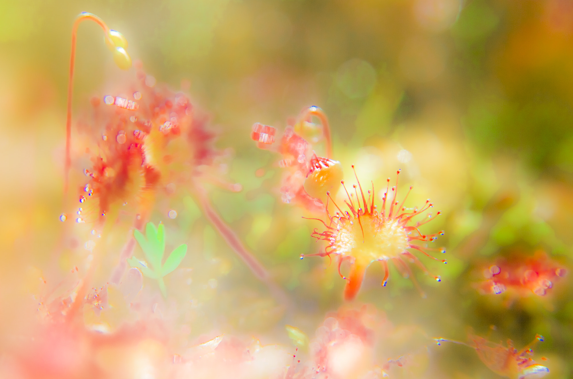 Canon EOS 60D + Sigma 18-50mm f/2.8 Macro sample photo. Droseras 2 photography