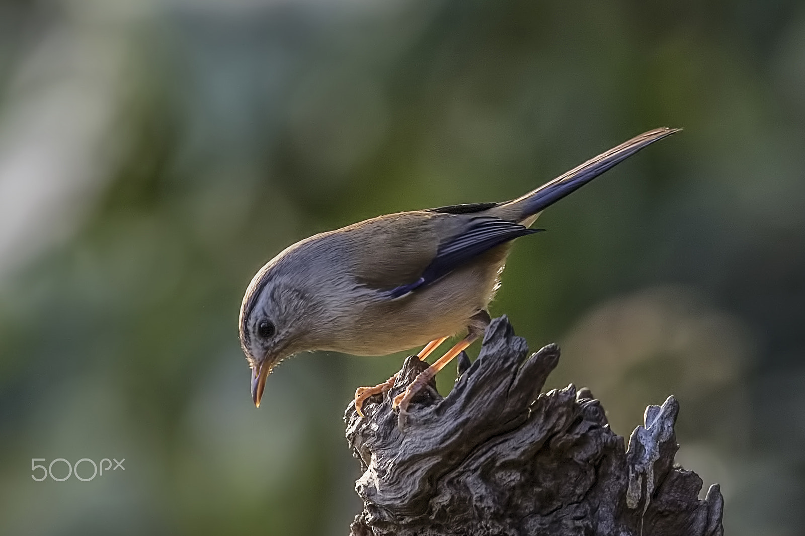 Nikon AF-S Nikkor 400mm F2.8G ED VR II sample photo. Blue winged minla photography