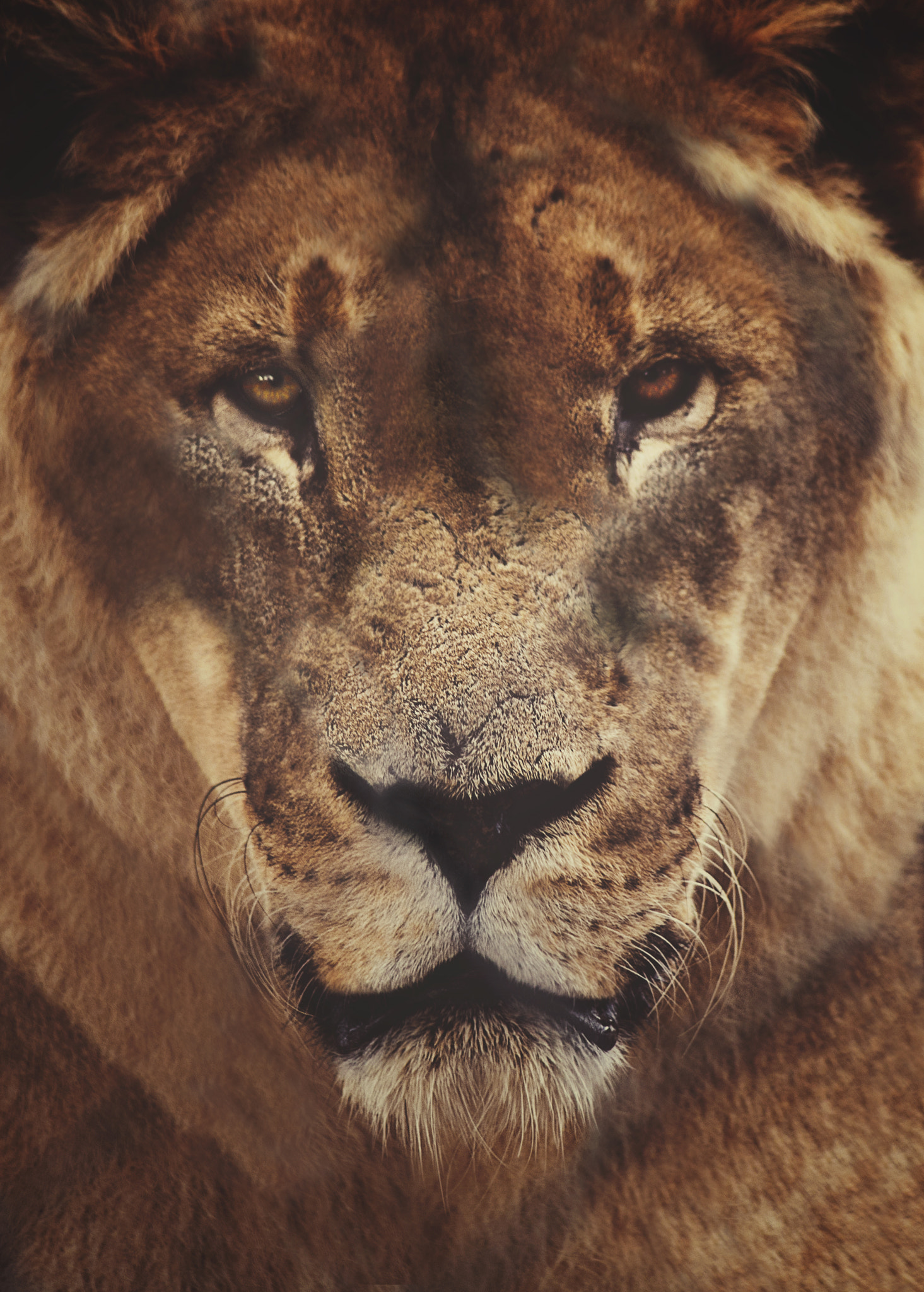 Canon EF 90-300mm F4.5-5.6 sample photo. Courage photography