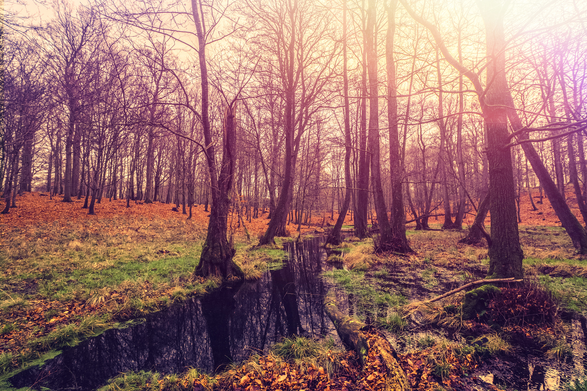 Sony a7R sample photo. Dark river in a forest photography