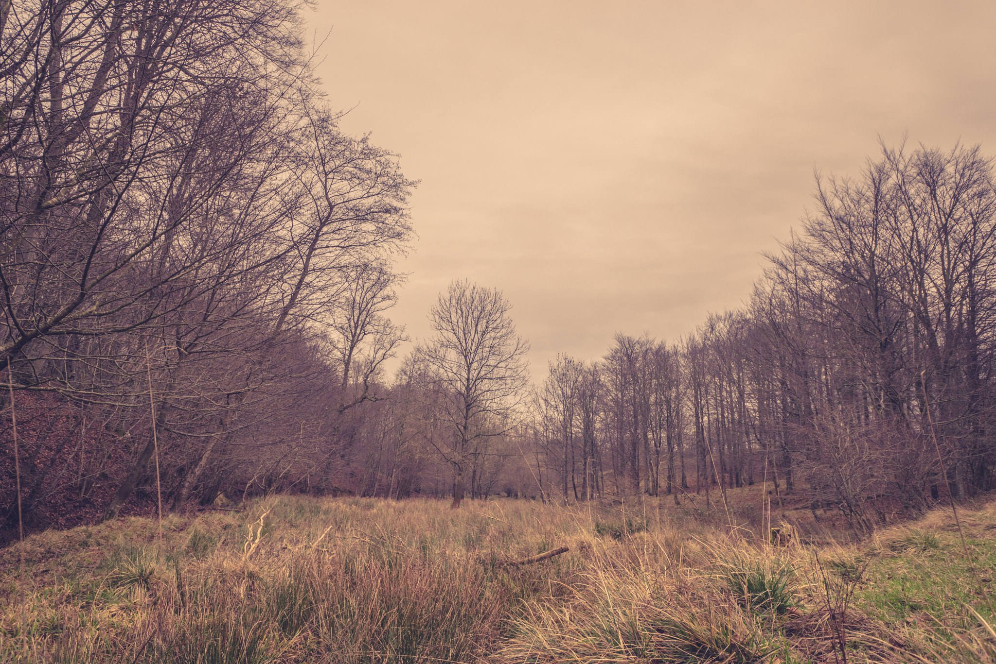 Sony a7R sample photo. Meadow in a forest at dawn photography