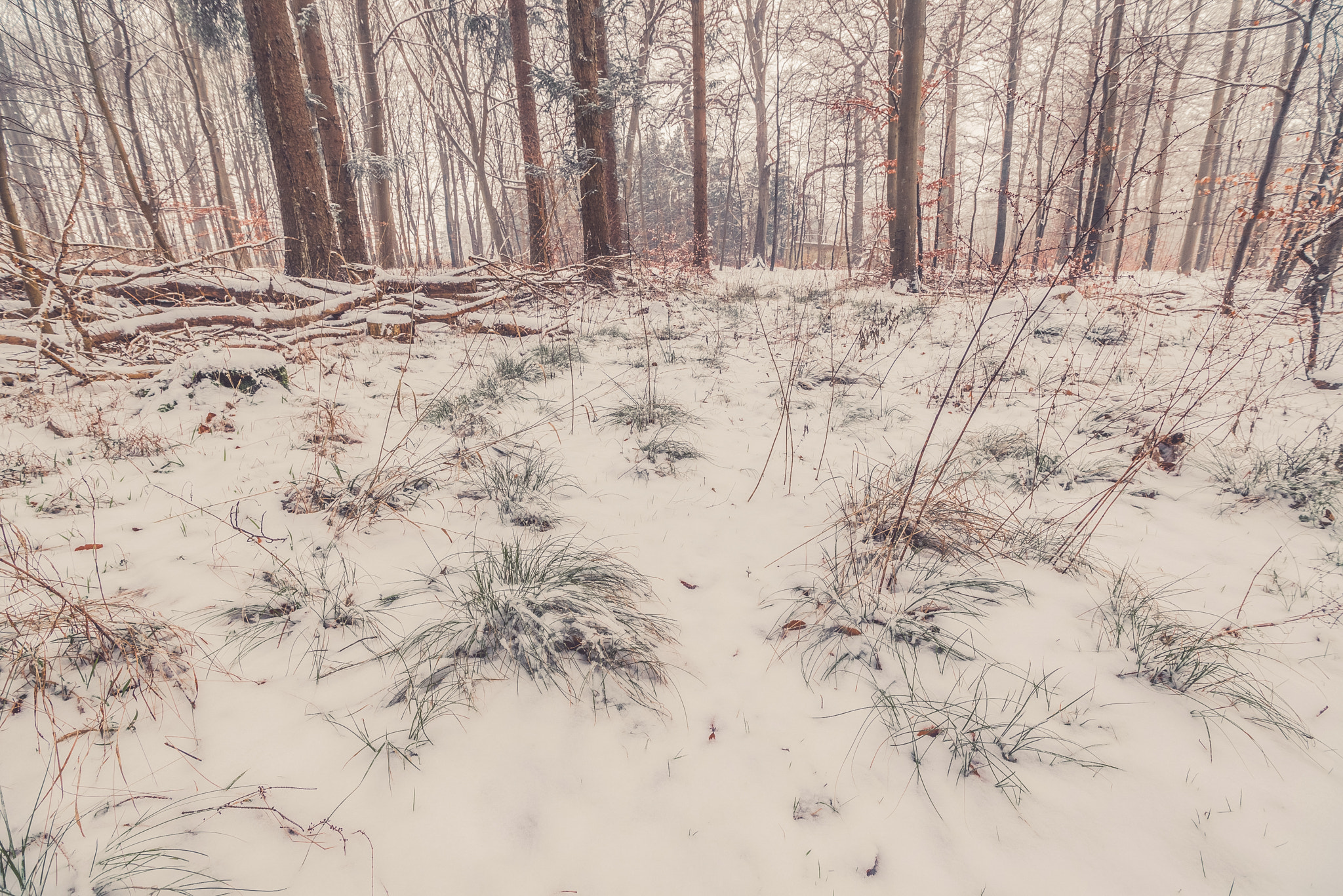 Sony a7R sample photo. Grass covered with snow in the forest photography