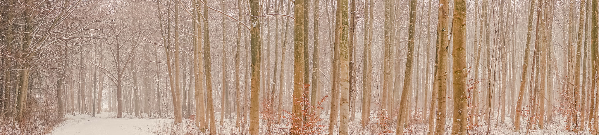 Sony a7R sample photo. Snow in a scandinavian forest in the winter photography