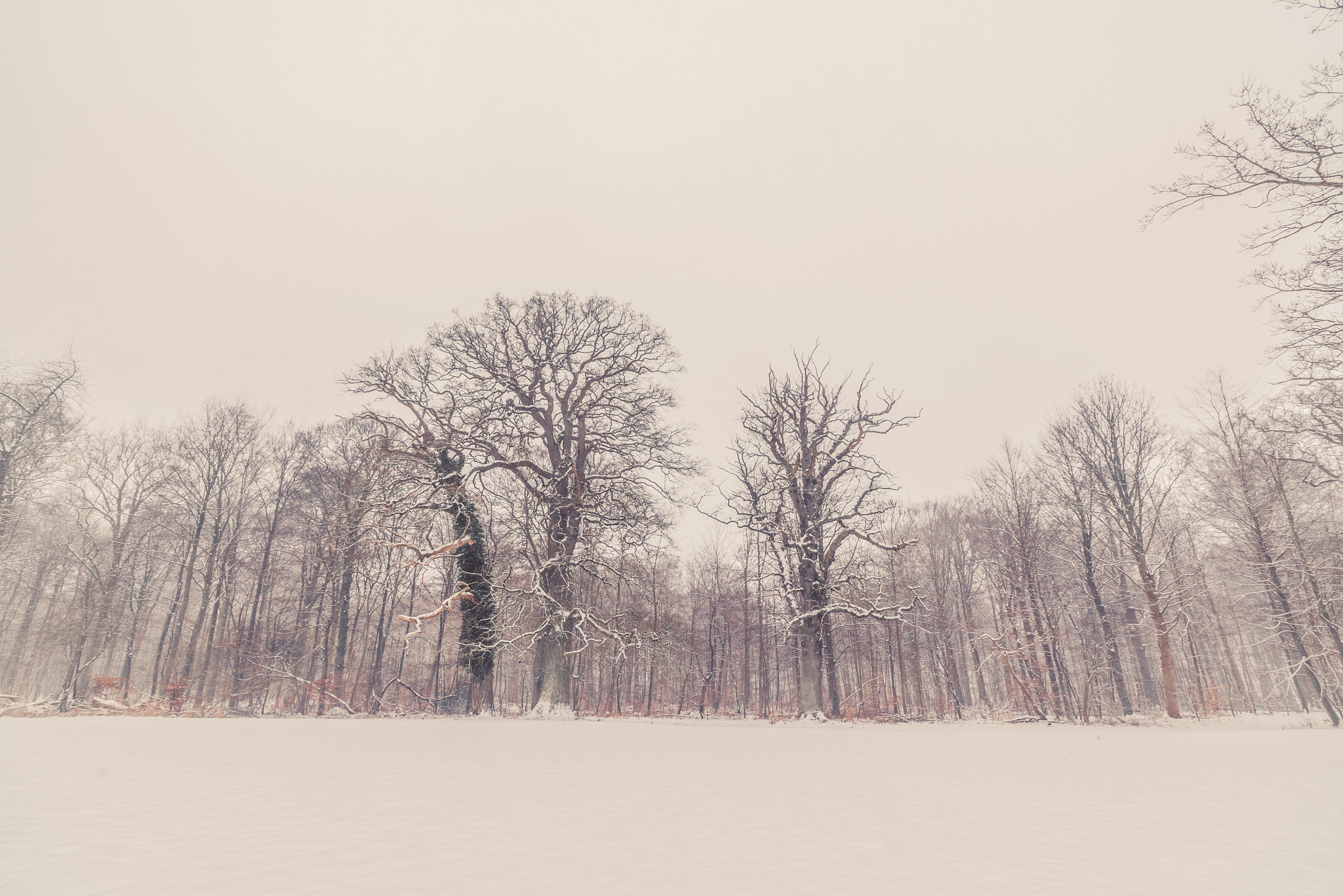 Sony a7R + Sony Vario-Sonnar T* 16-35mm F2.8 ZA SSM sample photo. Trees in a winter landscape photography