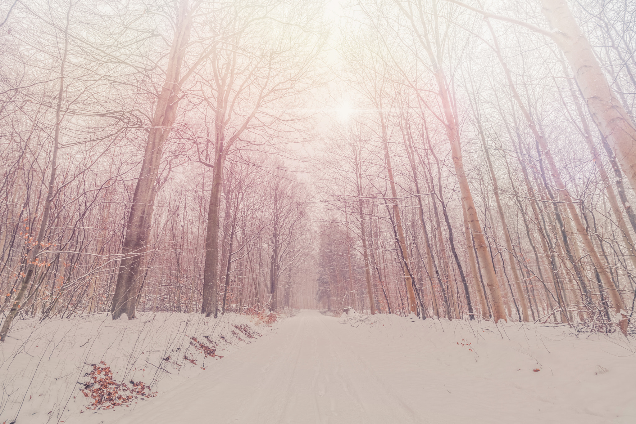 Sony a7R + Sony Vario-Sonnar T* 16-35mm F2.8 ZA SSM sample photo. Tall trees in a snowy forest photography