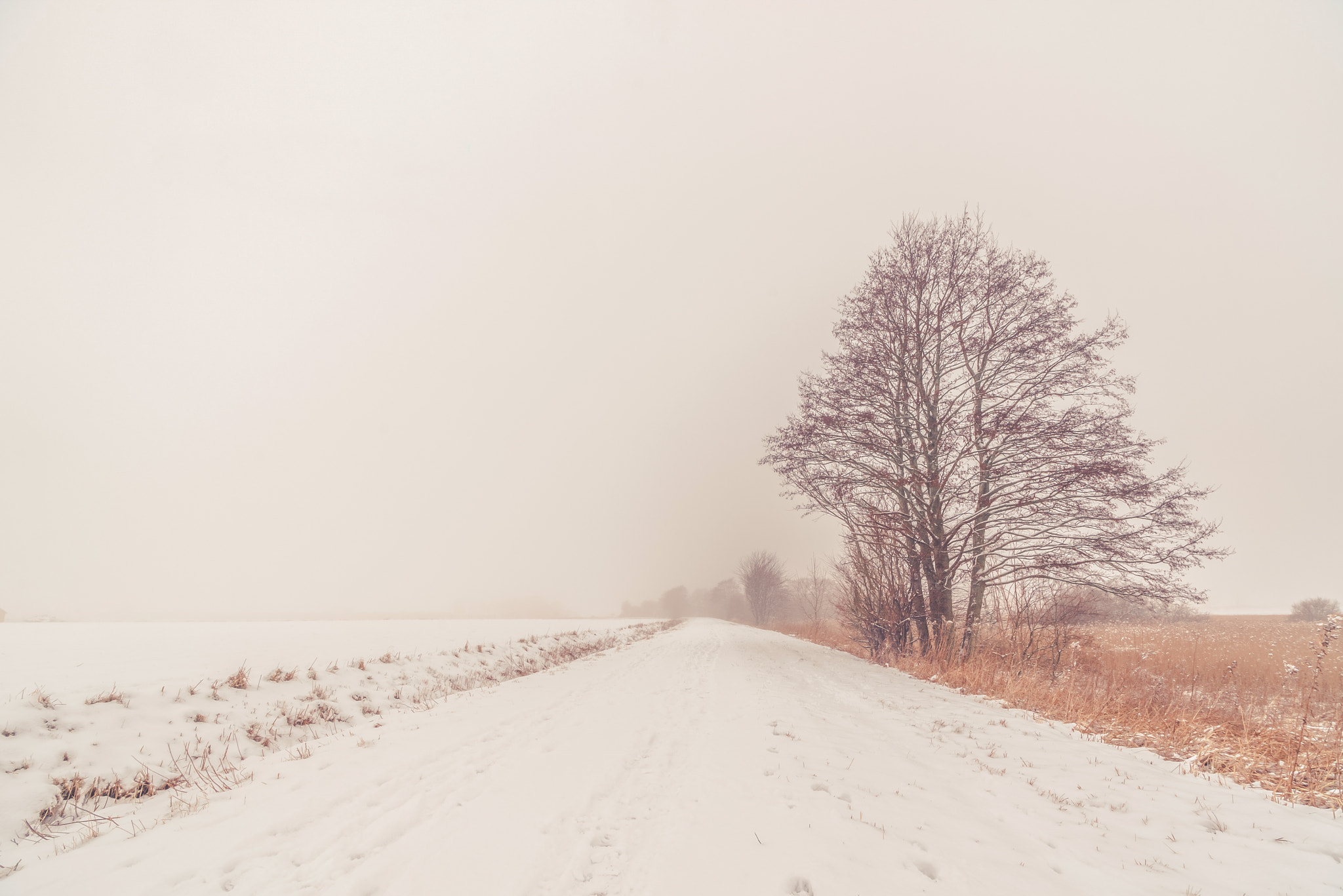 Sony a7R sample photo. Lonely tree by the road in the winter photography