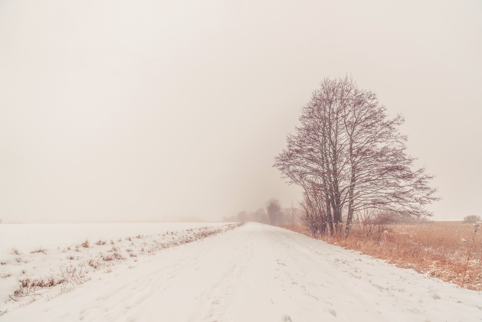 Sony a7R + Sony Vario-Sonnar T* 16-35mm F2.8 ZA SSM sample photo. Lonely tree by the road in the winter photography