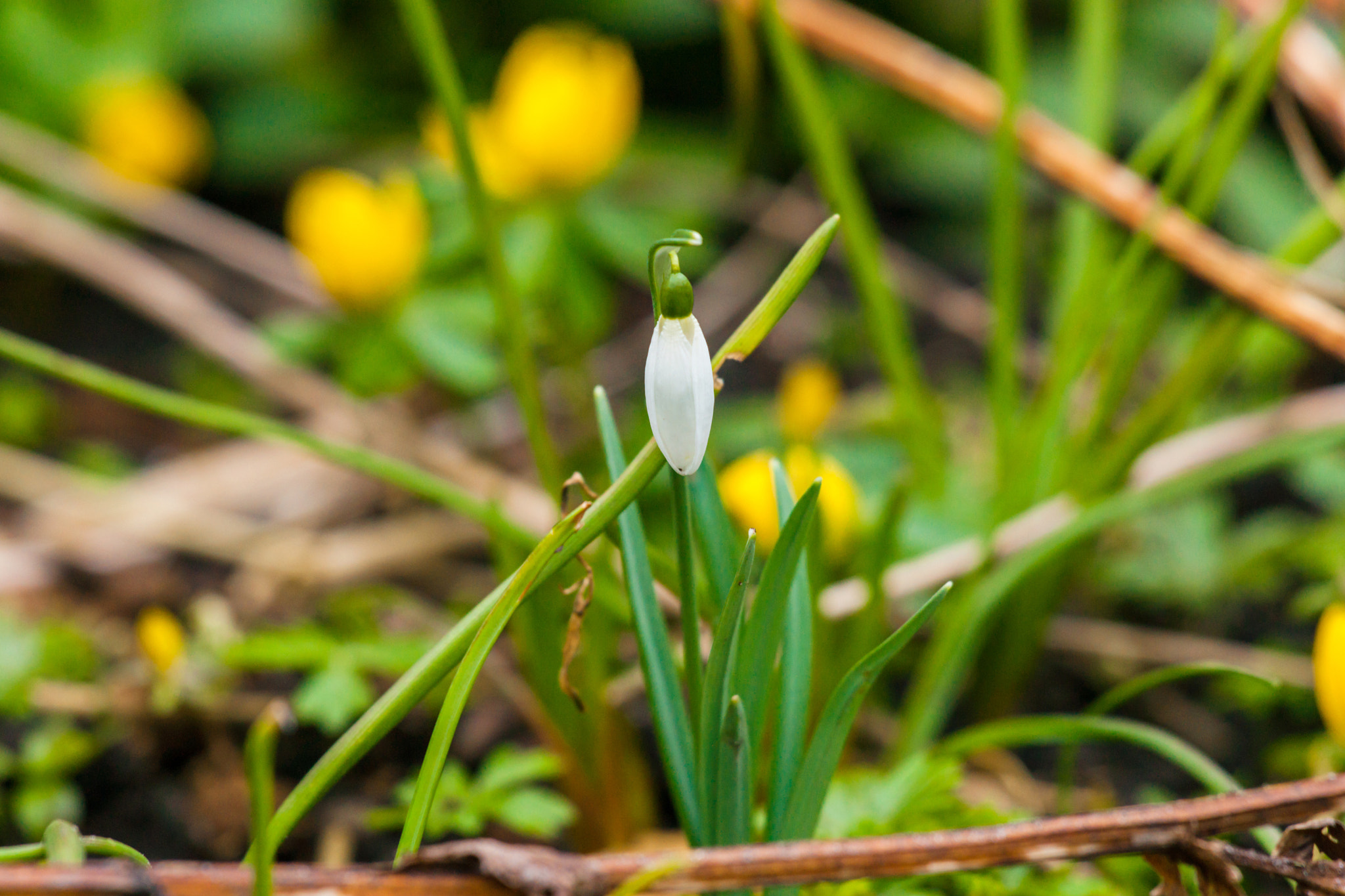 Sony 70-400mm F4-5.6 G SSM II sample photo. Single snowdrop flower in the spring photography