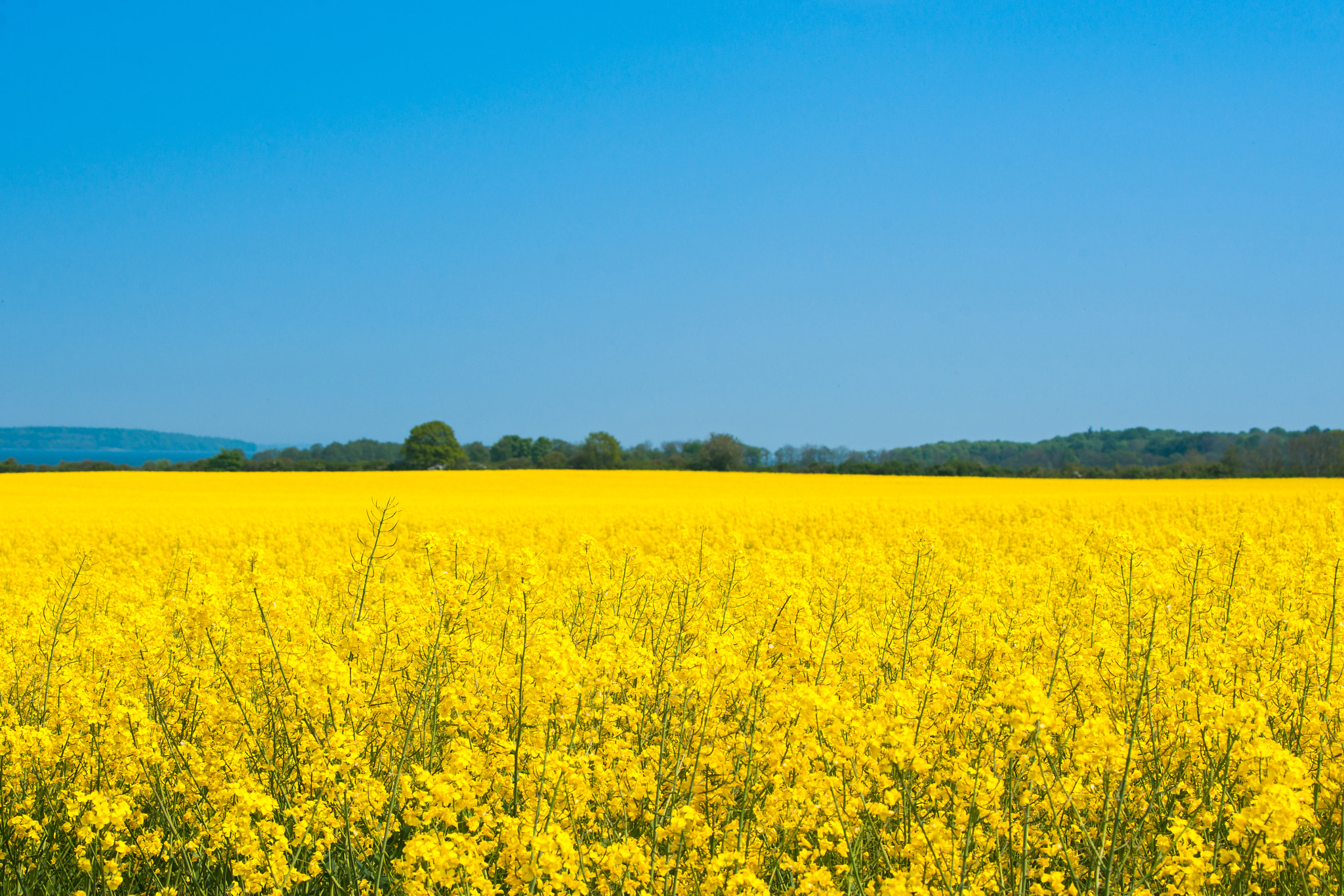 Sony 70-400mm F4-5.6 G SSM II sample photo. Landscape with a rapeseed field photography