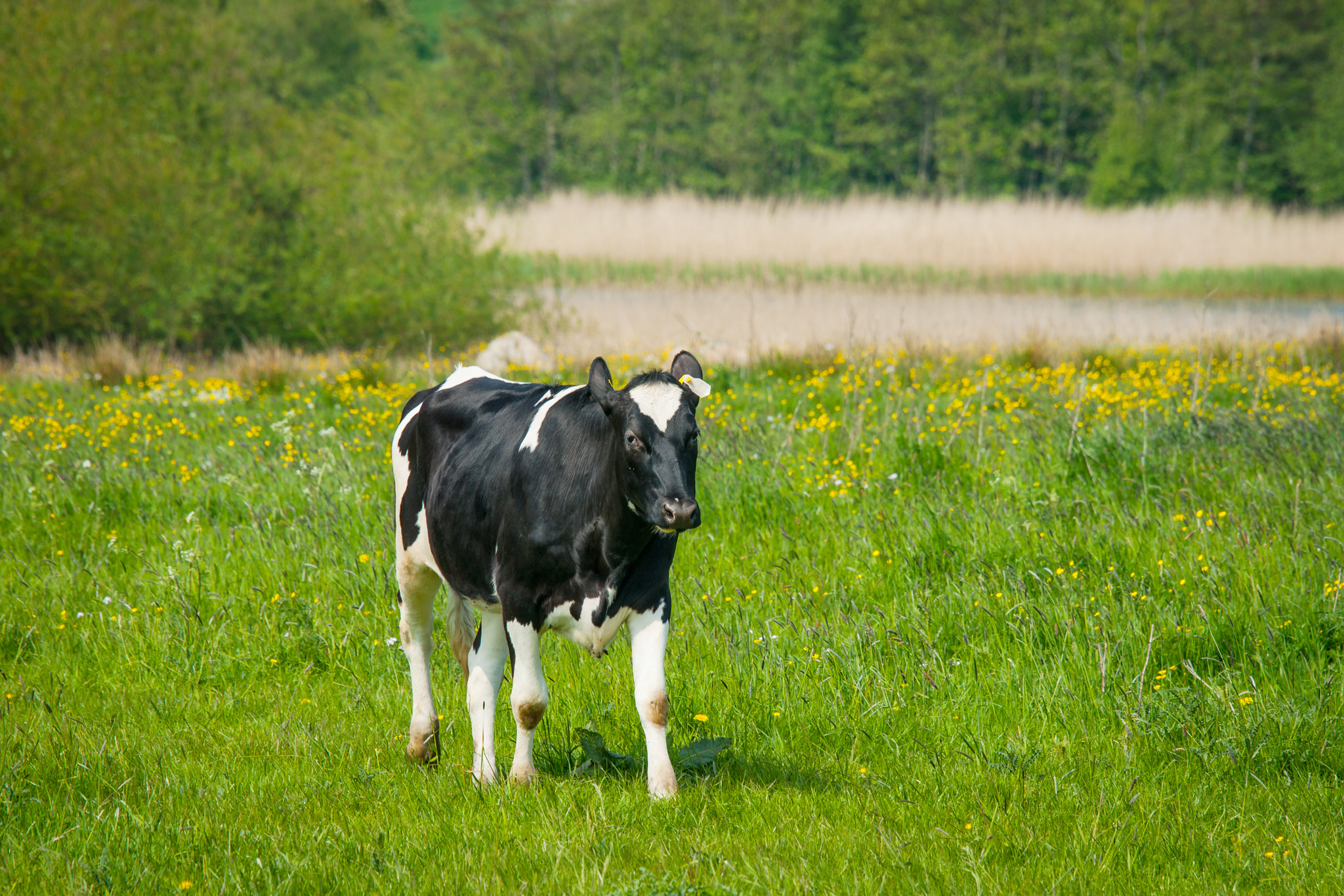 Sony 70-400mm F4-5.6 G SSM II sample photo. Holstein friesian cow standing on a field photography
