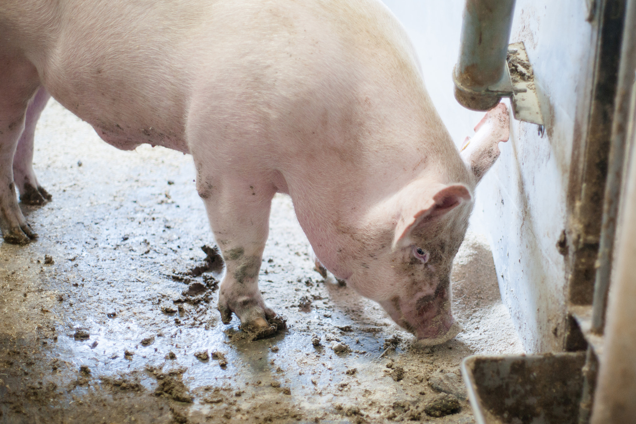 Sony Alpha DSLR-A900 + Sony 50mm F1.4 sample photo. Dirty pig standing in mud photography