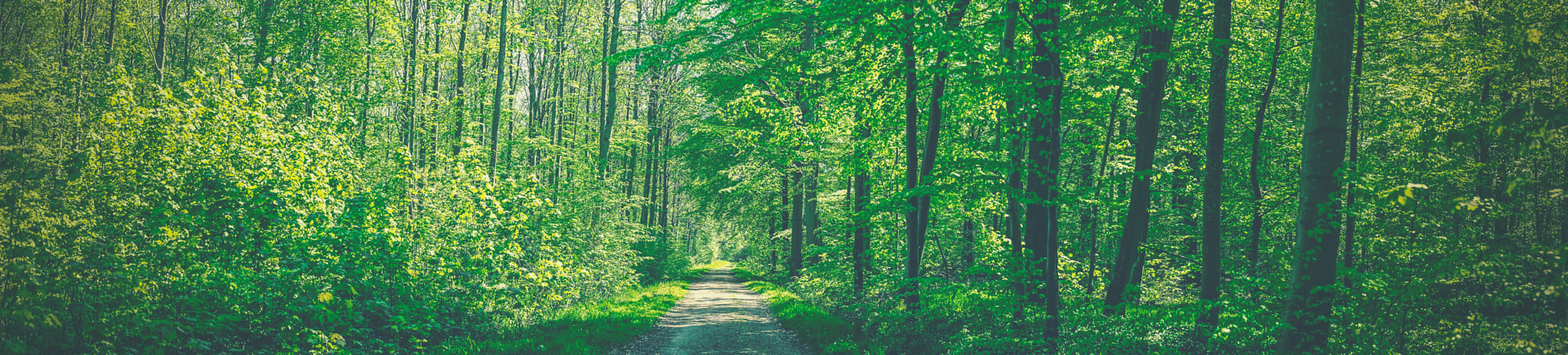 Sony a7R sample photo. Green plants and trees by a road photography