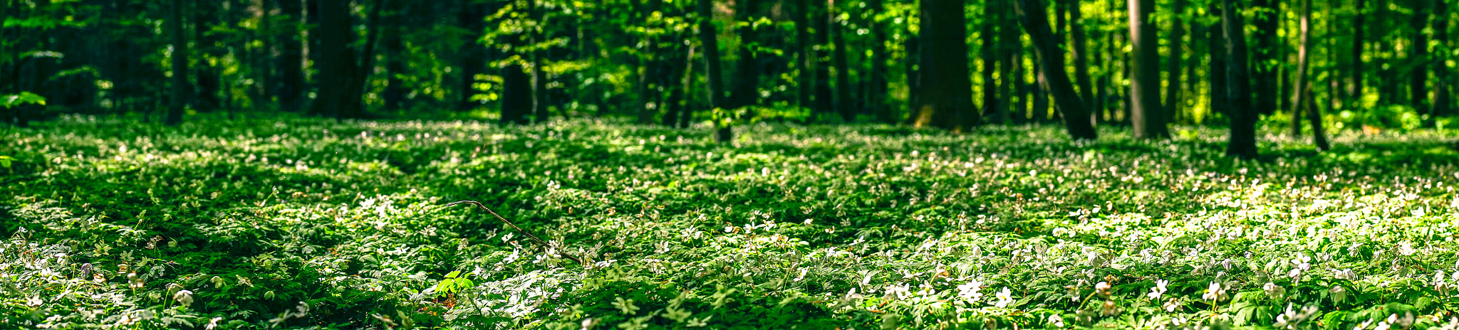 Sony a7R sample photo. Panorama scenery with anemone flowers photography