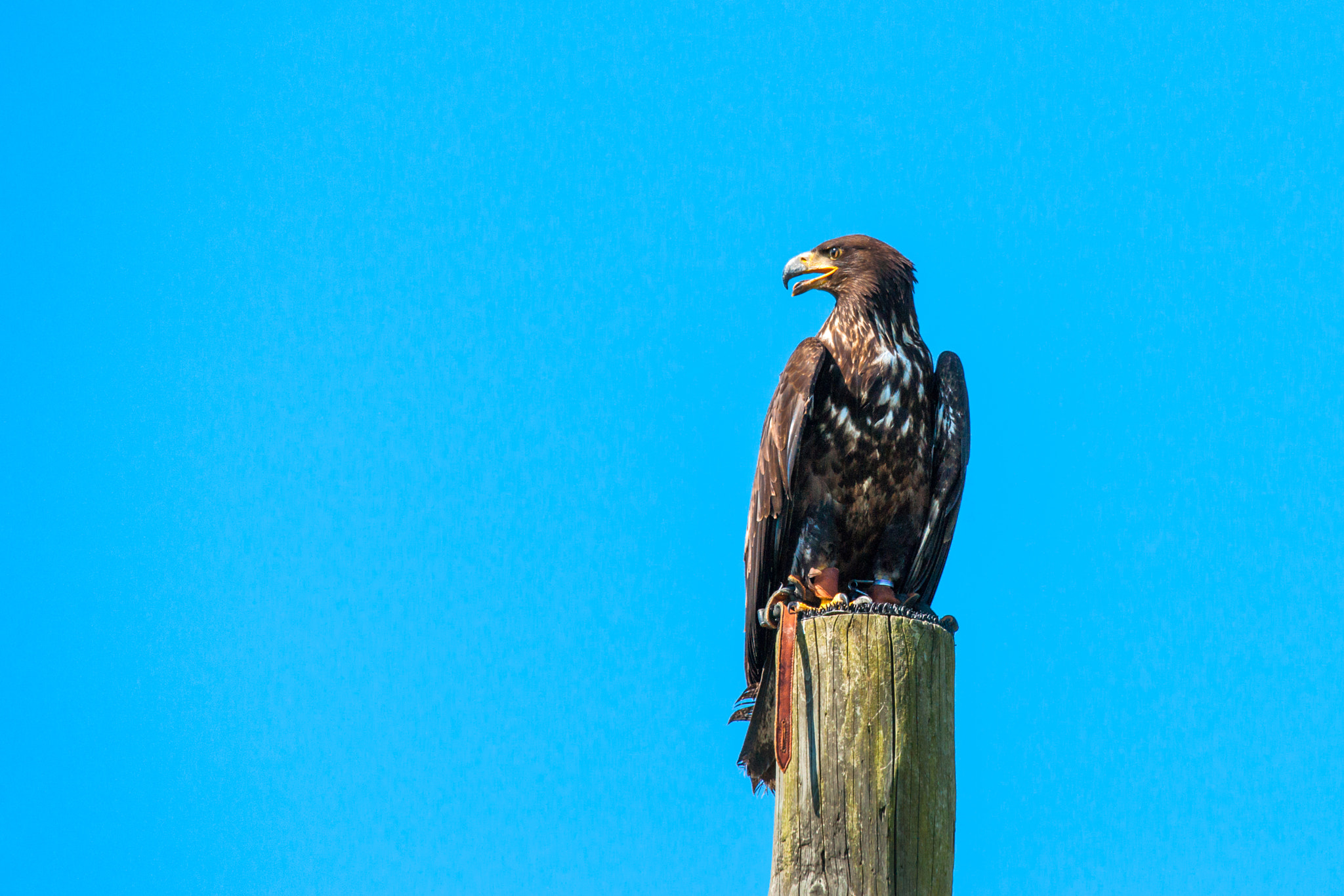 Sony 70-400mm F4-5.6 G SSM II sample photo. Haliaeetus albicilla eagle looking for prey photography