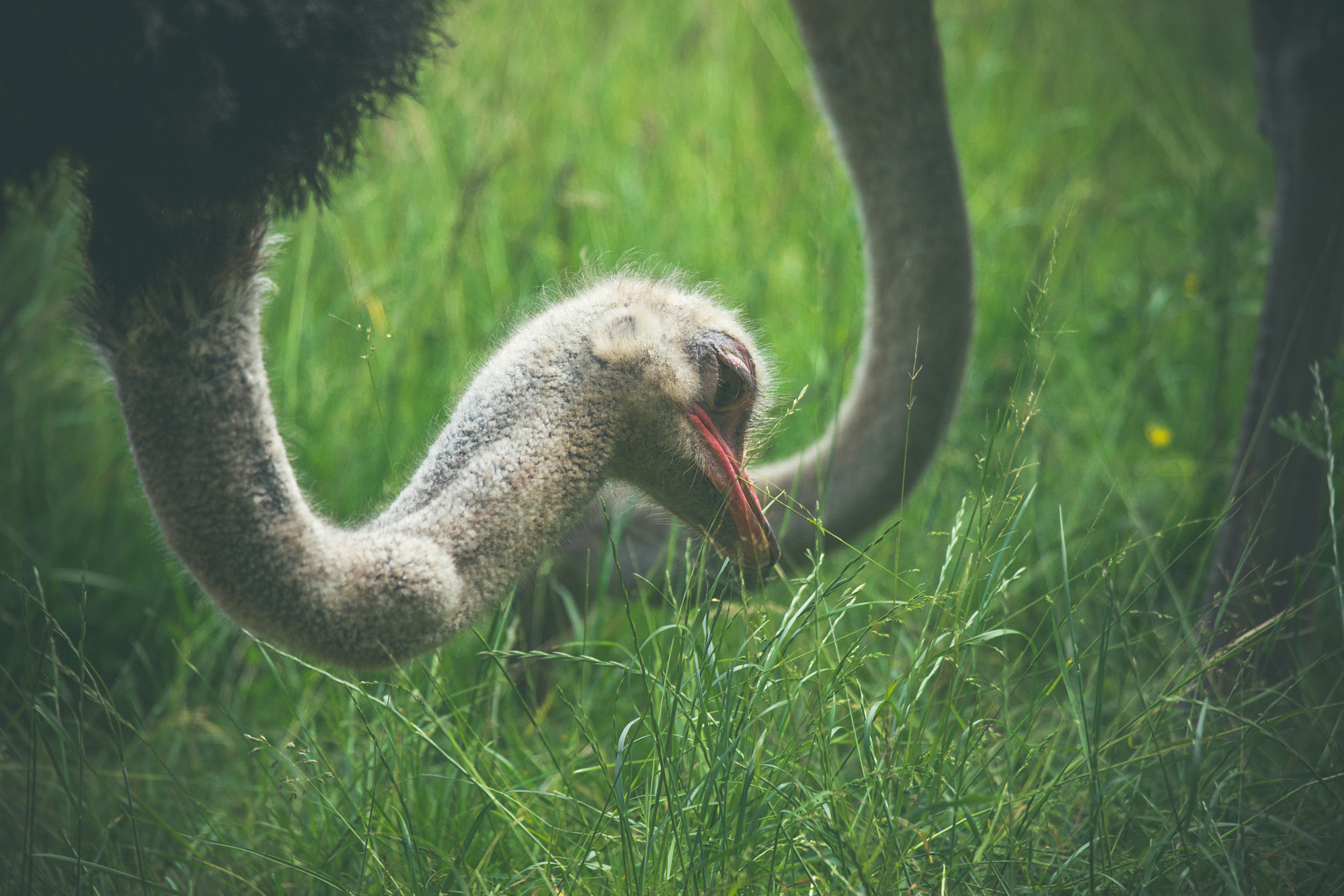 Sony 70-400mm F4-5.6 G SSM II sample photo. Ostrich eating green grass photography