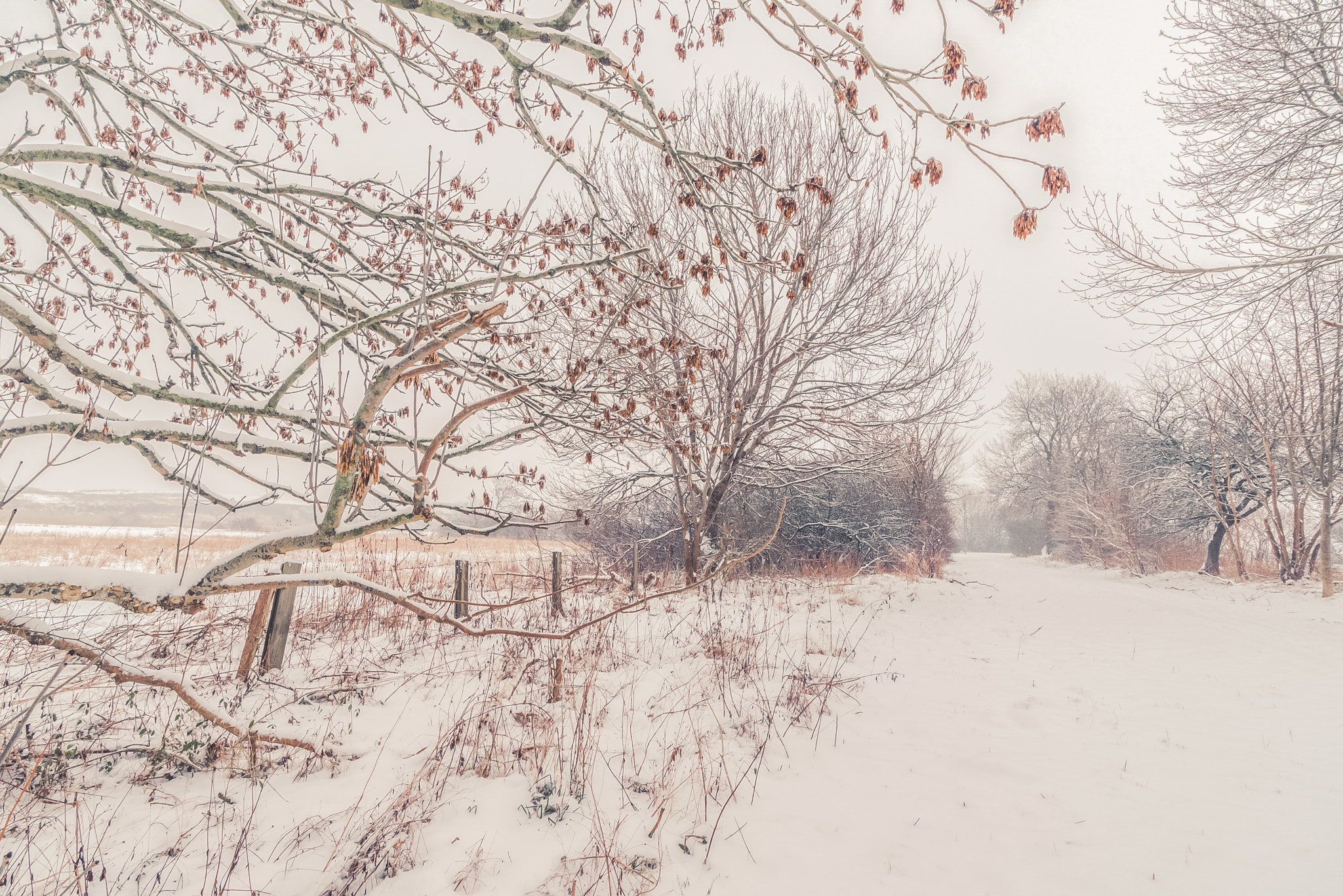 Sony a7R sample photo. Fence by a road covered with snow photography