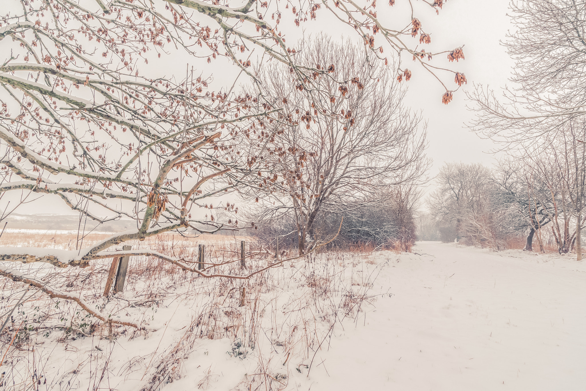 Sony a7R + Sony Vario-Sonnar T* 16-35mm F2.8 ZA SSM sample photo. Fence by a road covered with snow photography