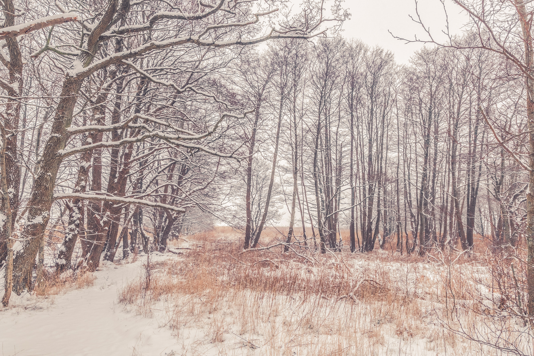 Sony a7R + Sony Vario-Sonnar T* 16-35mm F2.8 ZA SSM sample photo. Snow on tree branches in the forest photography