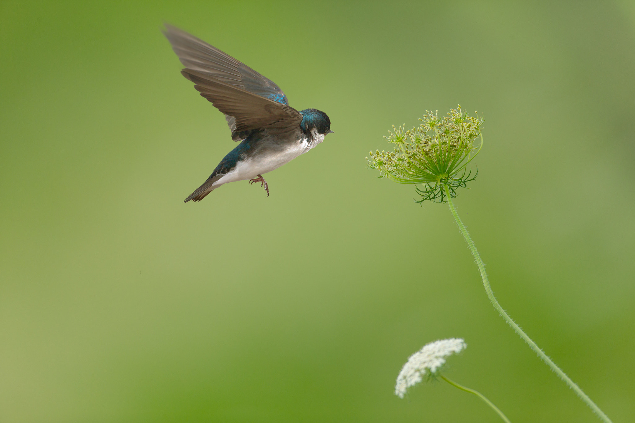 Canon EOS-1D X + Canon EF 600mm f/4L IS sample photo