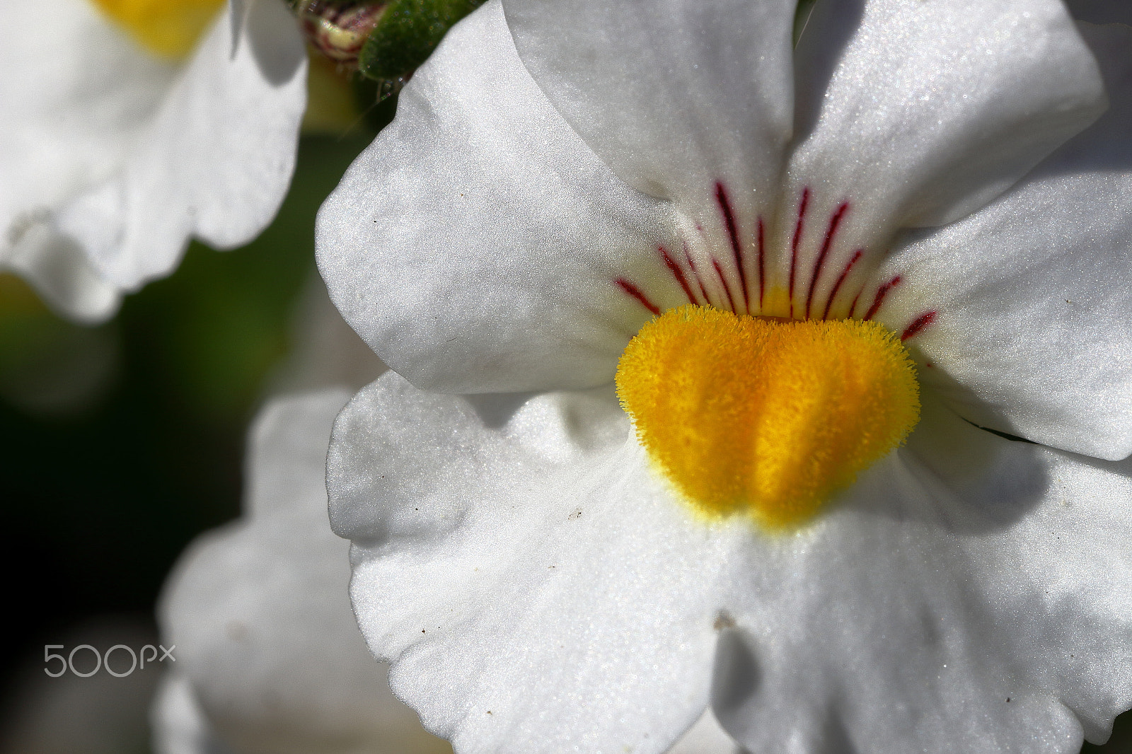 Canon EF 100mm F2.8 Macro USM sample photo. Flower tongue photography