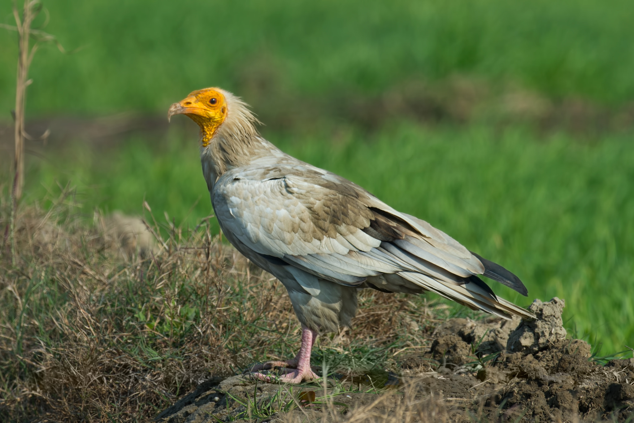 Nikon AF-S Nikkor 800mm F5.6E FL ED VR sample photo. Egyptian vulture pharaoh's chicken neophron percnopterus photography