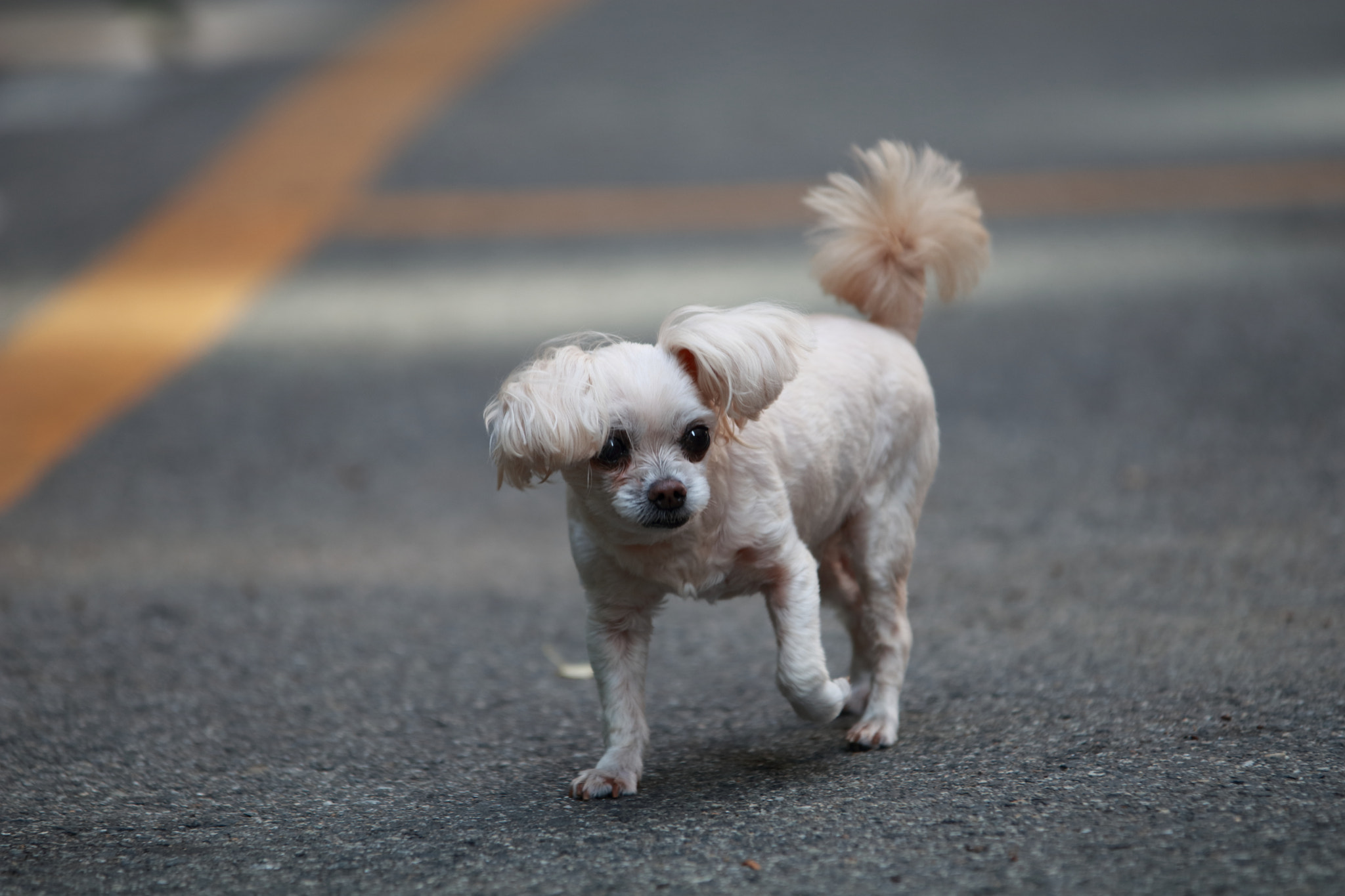 Sigma 70-200mm F2.8 EX DG OS HSM sample photo. She name, bori photography
