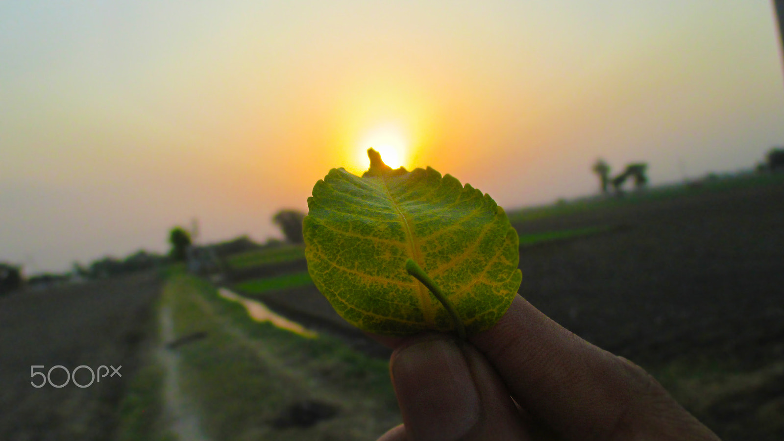 Canon PowerShot ELPH 115 IS (IXUS 132 / IXY 90F) sample photo. Sunlight and leaf photography