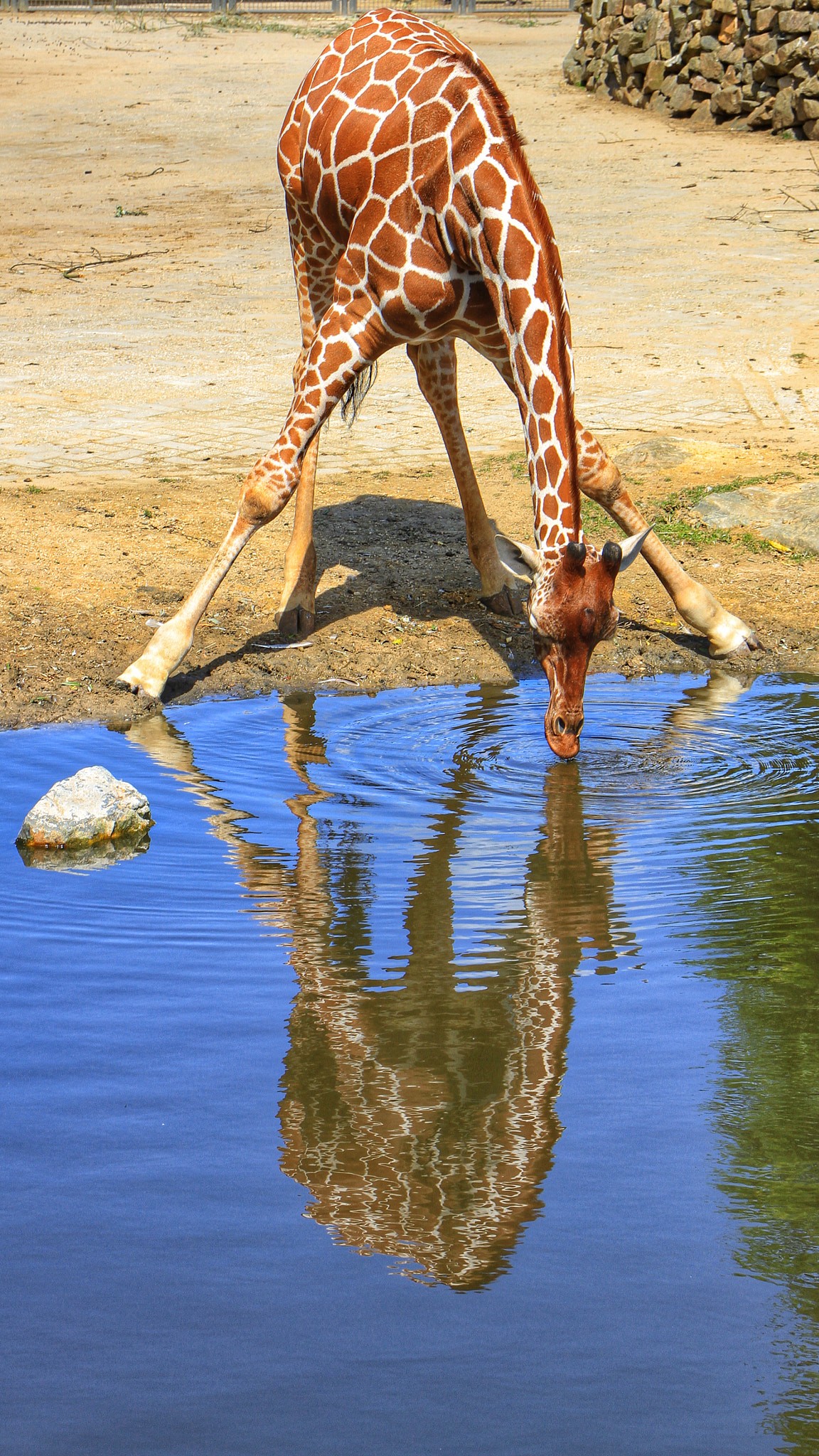 Canon EOS 7D + Canon 18-270mm sample photo. Giraffe at amsterdam zoo photography