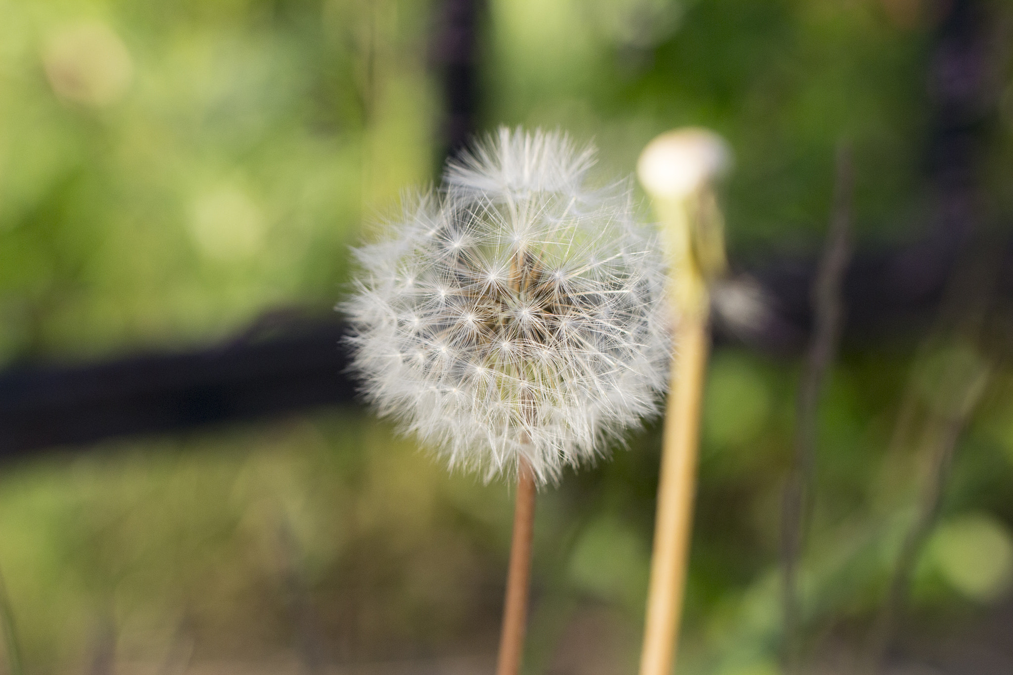 Canon EOS 650D (EOS Rebel T4i / EOS Kiss X6i) + Tamron SP AF 60mm F2 Di II LD IF Macro sample photo. Dandelion photography