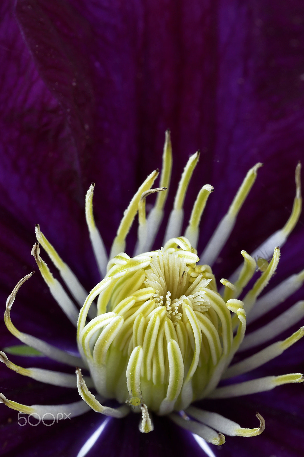 Canon EF 100mm F2.8 Macro USM sample photo. Clematis photography