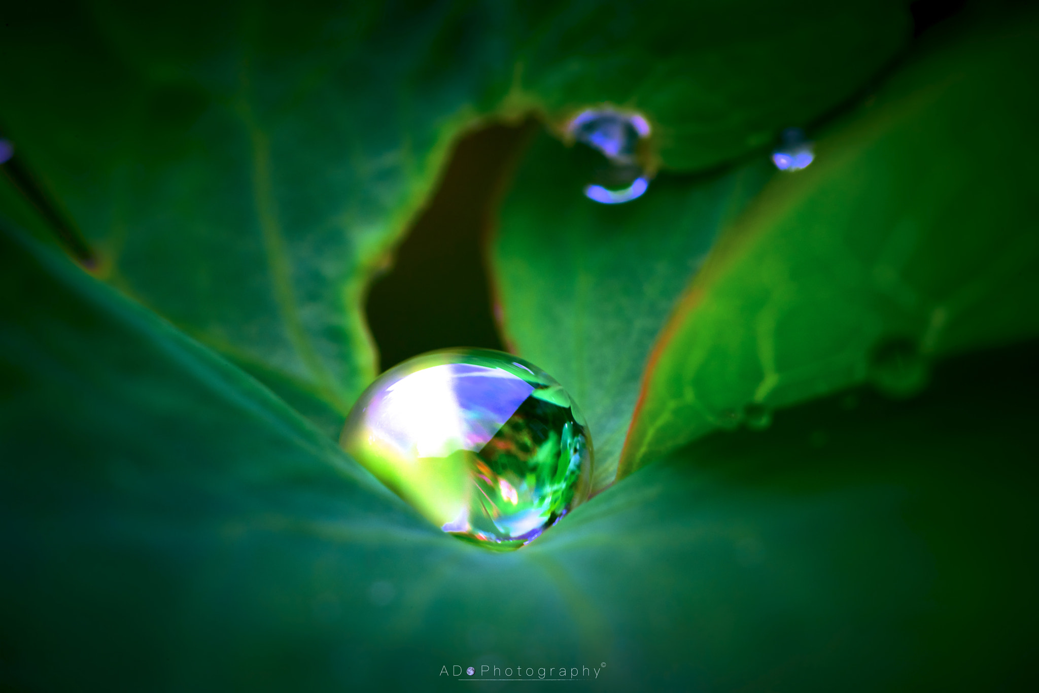 100mm F2.8 G SSM OSS sample photo. After the rain photography