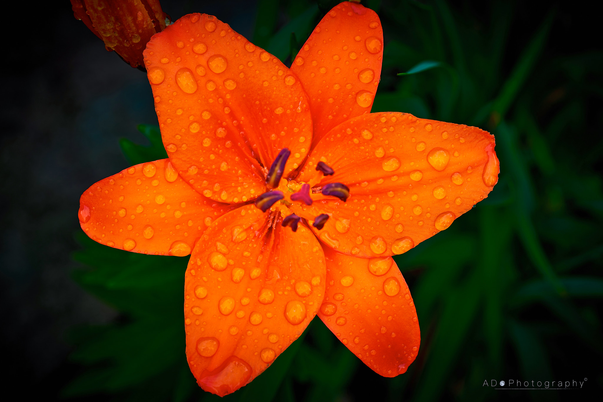 100mm F2.8 G SSM OSS sample photo. Lily photography
