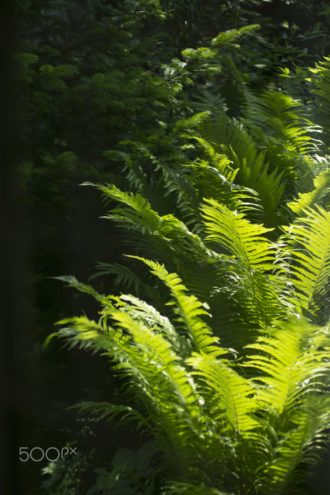 Canon EF 50mm F2.5 Macro sample photo. Secret garden photography