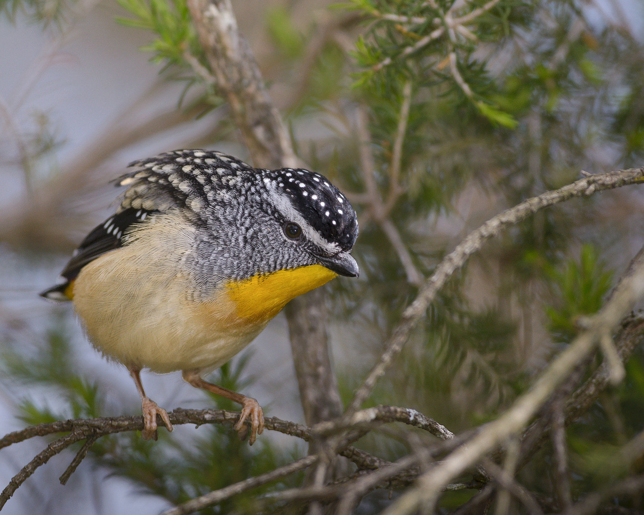 Nikon AF-S Nikkor 300mm F2.8G ED VR II sample photo. Spotted pardalote photography
