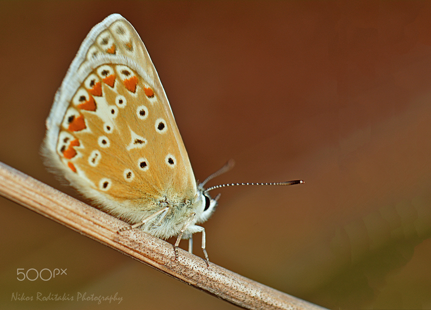 Sigma 150-500mm F5-6.3 DG OS HSM sample photo. A little rest photography