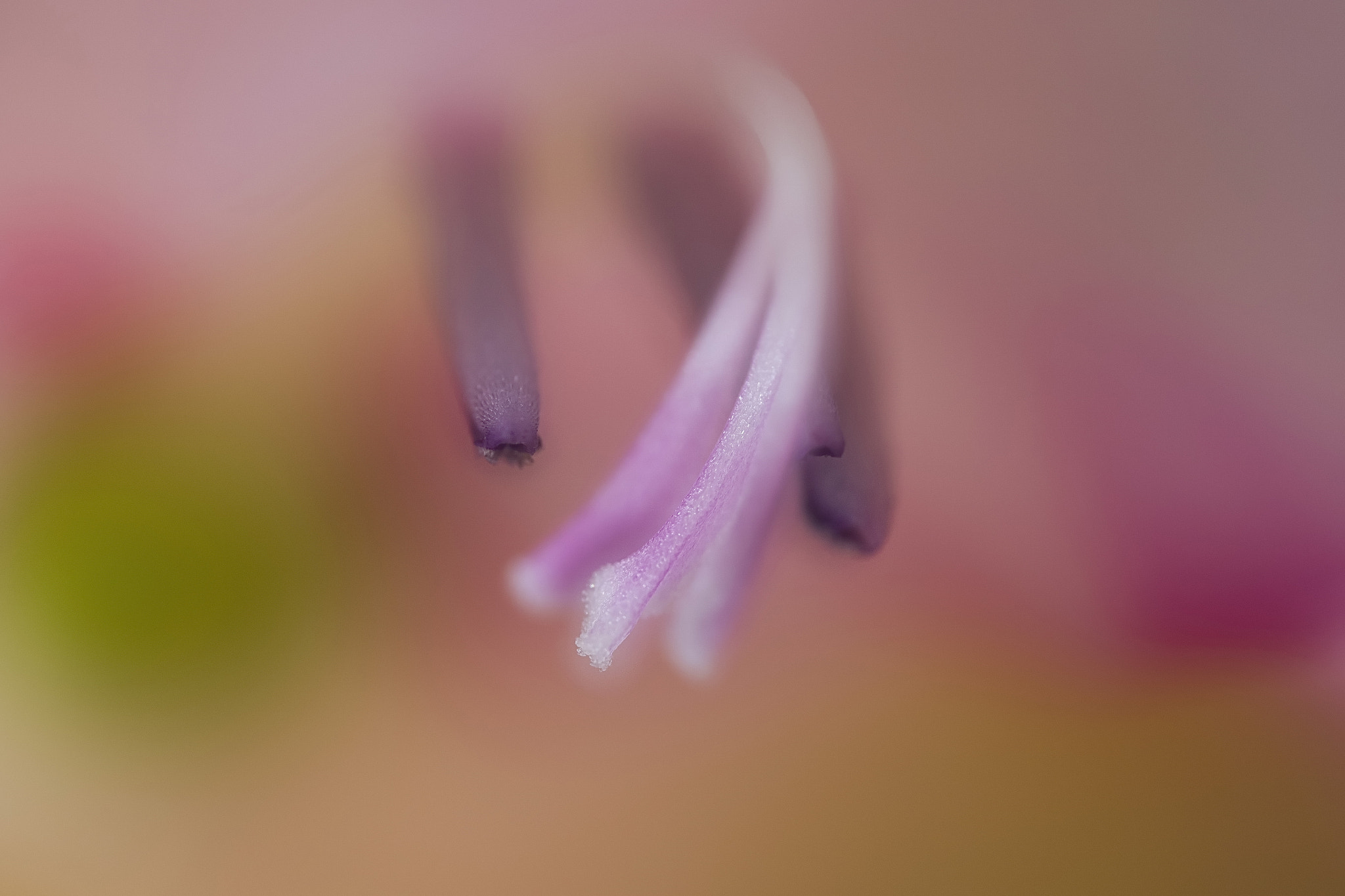 Canon MP-E 65mm F2.5 1-5x Macro Photo sample photo. Stamen stigma photography