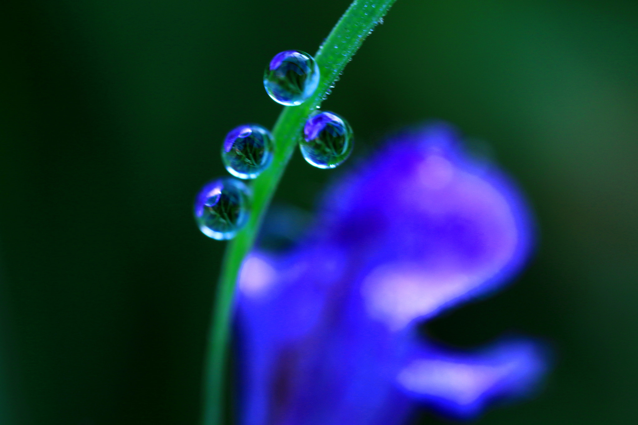 Canon MP-E 65mm F2.5 1-5x Macro Photo sample photo. Morning drops photography