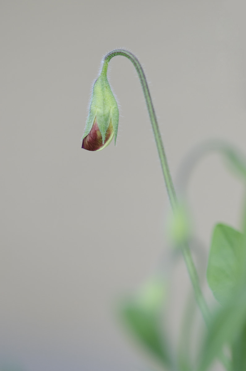 Nikon D7000 + Sigma 105mm F2.8 EX DG Macro sample photo. Red pea photography