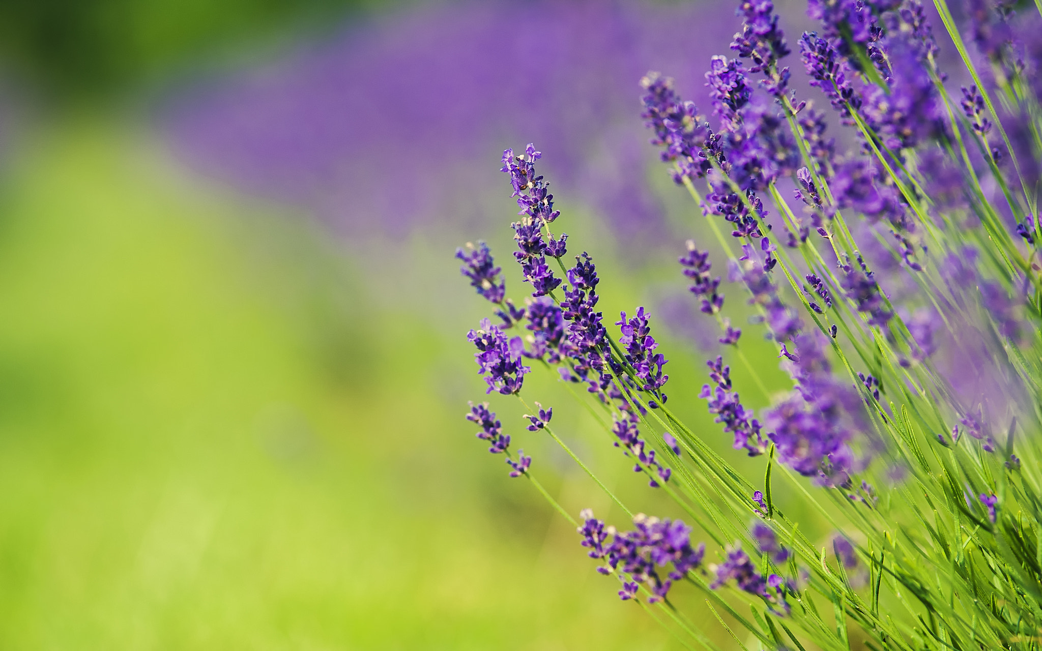 Pentax K-500 sample photo. Lavender farm photography