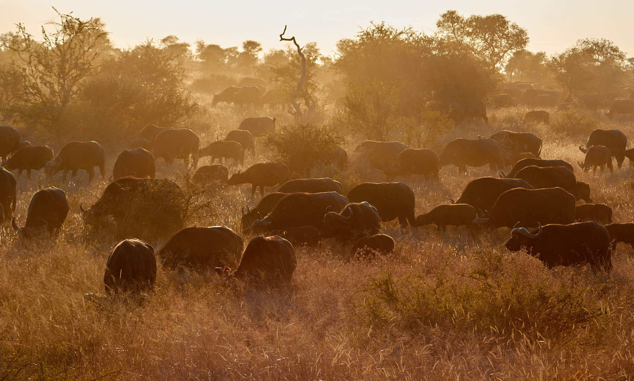 Canon EOS 60D + Canon EF 100-400mm F4.5-5.6L IS USM sample photo. Herd of buffalo at the end of the day photography