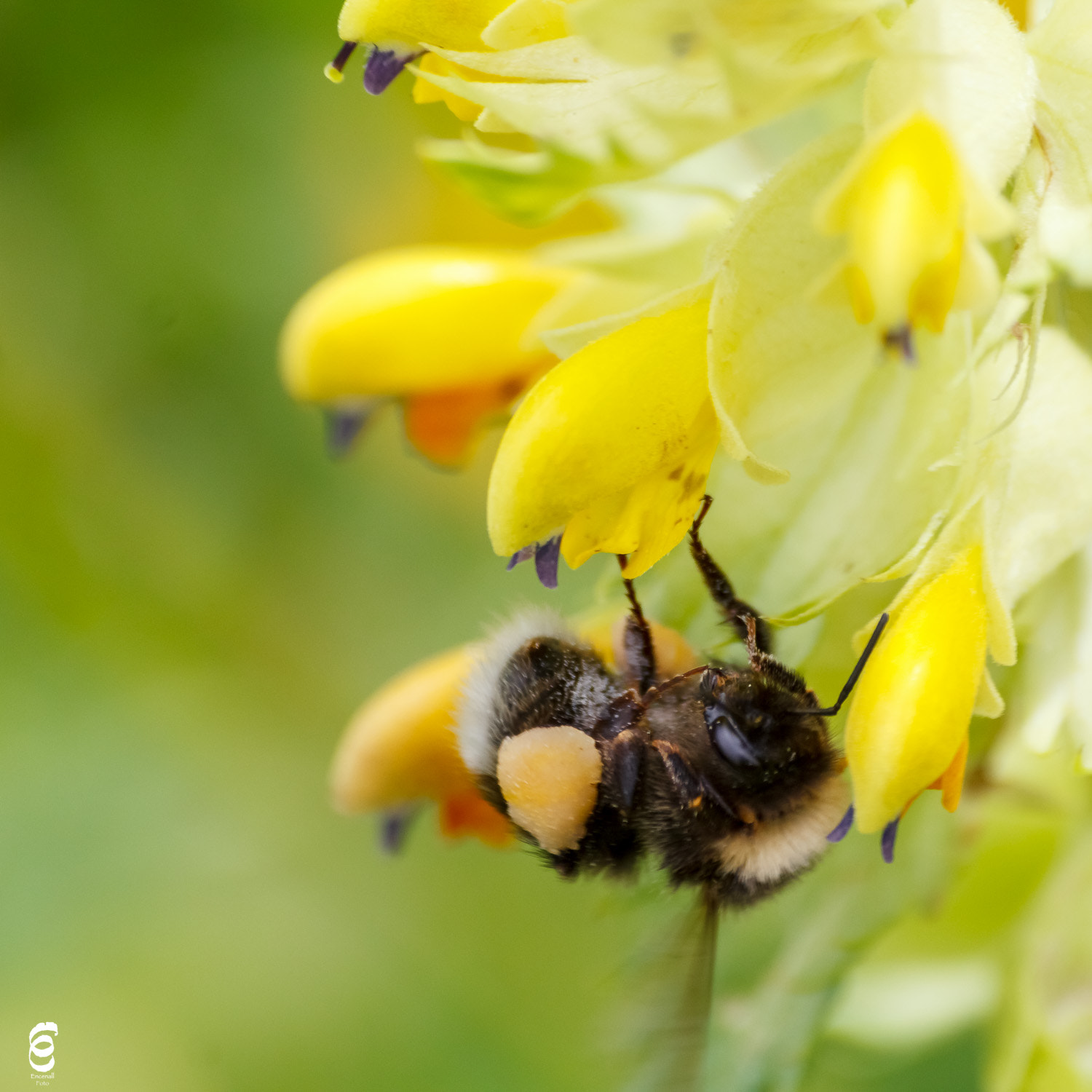 Sigma 70-300mm F4-5.6 APO DG Macro sample photo. Bee photography