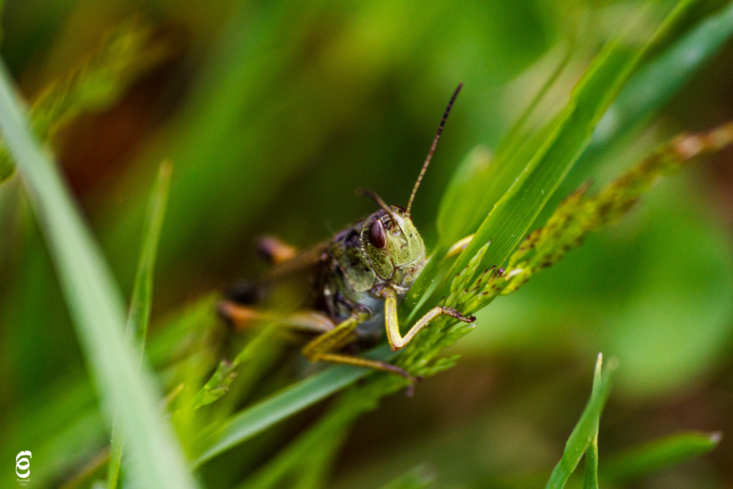 Sigma 70-300mm F4-5.6 APO DG Macro sample photo. Grasshopper photography