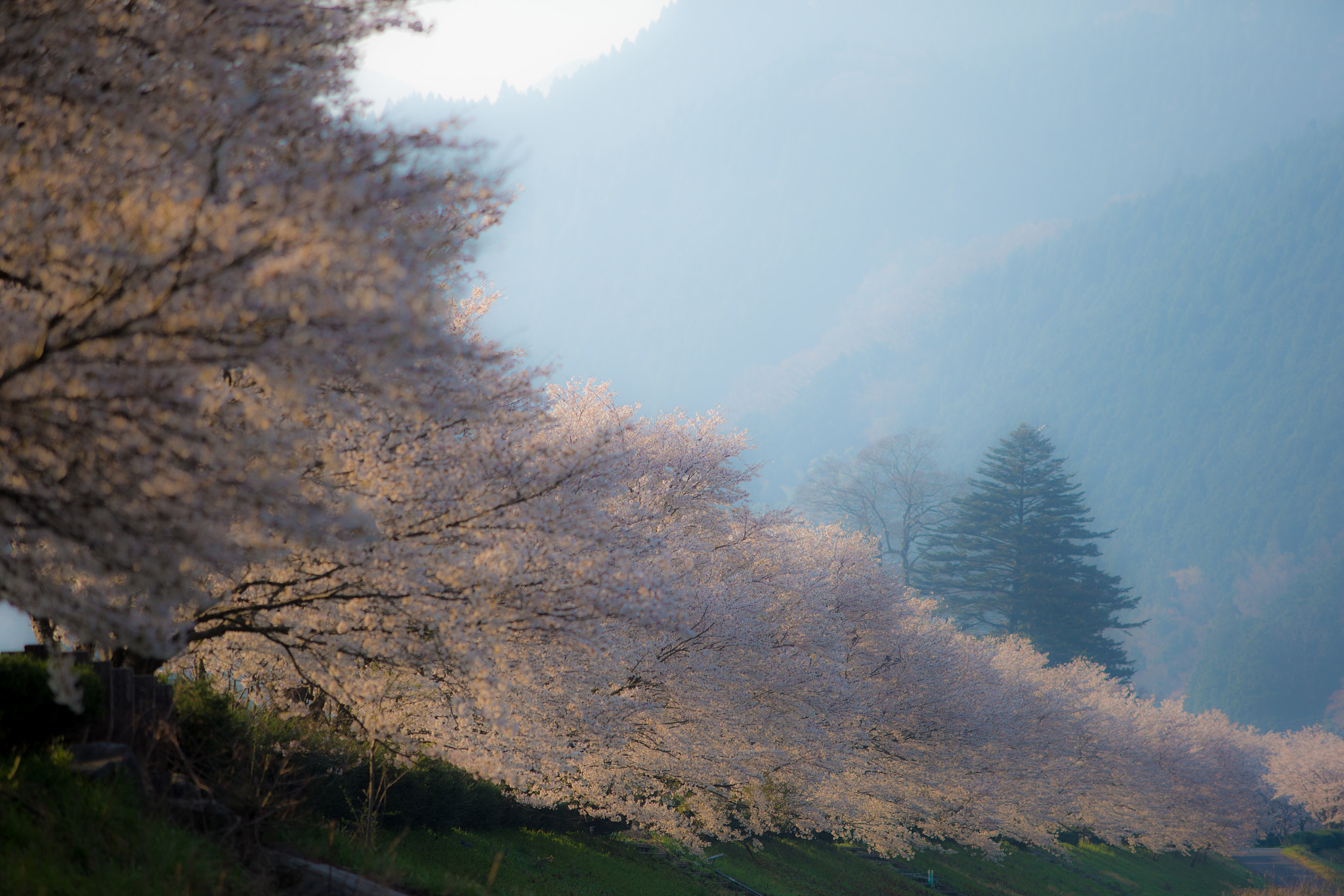 Canon EF 70-200mm F2.8L USM sample photo. Japanese "sakura" photography